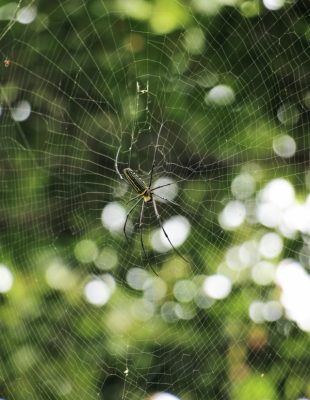 Bizarni životinjski svet – bogomljke i ostali seksualni kanibali