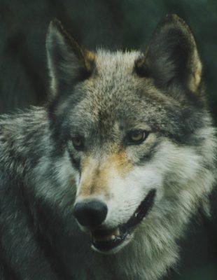 Životinjske vrste koje smo spasli od izumiranja