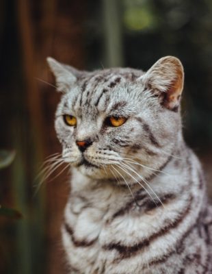 Ti ludi bogataši: Najbogatije životinje na svetu